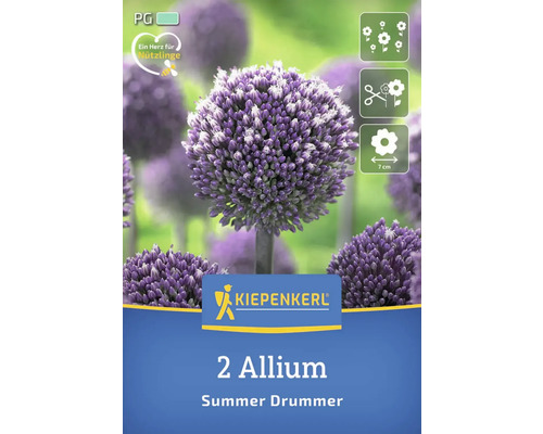 Emballage de deux bulbes de fleurs d''ail d''ornement de la variété Summer Drummer
