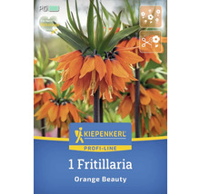 Emballage d''un bulbe de fritillaire impériale variété Orange Beauty