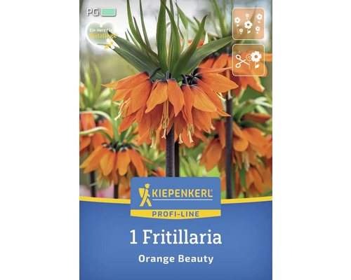 Blumenzwiebel Kaiserkrone 'Orange Beauty' Kiepenkerl 1 Stück Verpackung einer Kaiserkronen Blumenzwiebel der Sorte Orange Beauty