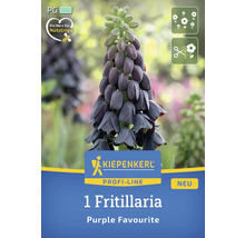 Emballage d''un bulbe de Fritillaria ''Purple Favourite'' de la marque Kiepenkerl
