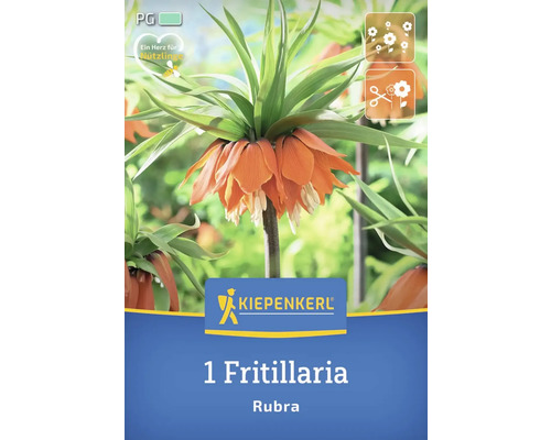 Blumenzwiebel Kaiserkrone 'Rubra' Kiepenkerl 1 Stück Kiepenkerl Logo, 1 Fritillaria Rubra Kaiserkrone