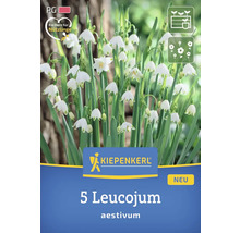 Paquet de nivéole d’été avec le logo Kiepenkerl