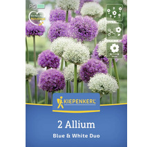 Paquet de deux bulbes d''Allium, variété bleue et blanche
