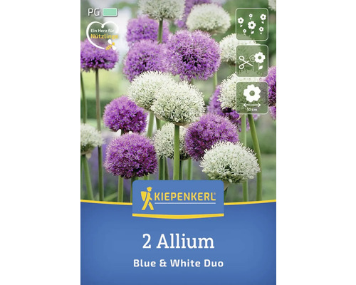 Paquet de deux bulbes d''Allium, variété bleue et blanche