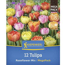 Logo Kiepenkerl, mélange de 12 tulipes fleurs de rose en méga-pack