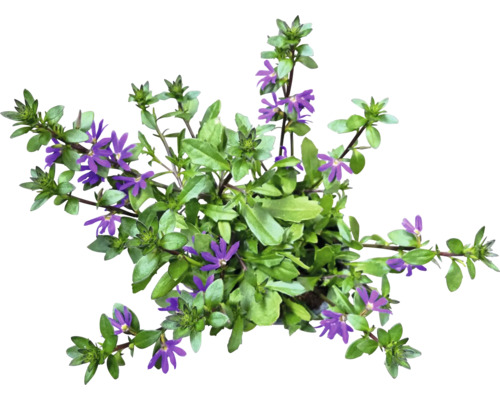 Scaevola Aemula Fleur en éventail avec feuilles et fleurs