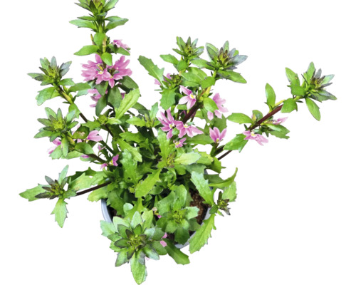 Plante Scaevola avec feuilles vertes et fleurs violettes en pot