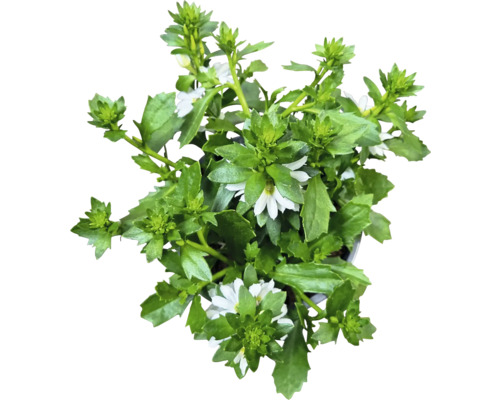 Scaevola, plante avec des fleurs blanches et des feuilles vertes