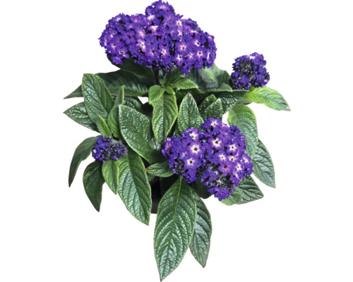 Héliotrope avec des fleurs violettes et des feuilles vertes