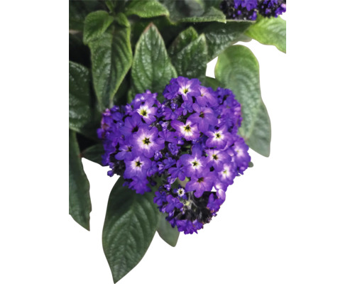 Héliotrope avec fleurs violettes et feuilles vertes