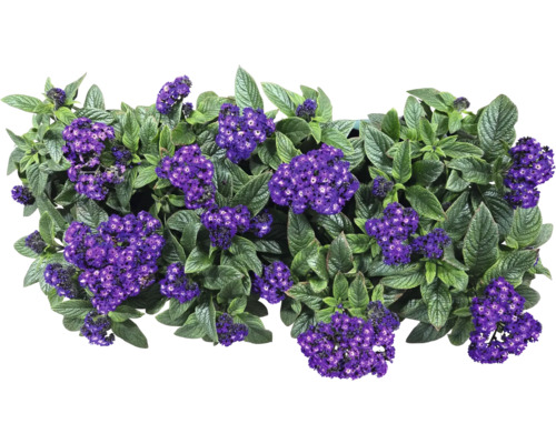 Héliotrope avec fleurs violettes et feuilles vertes