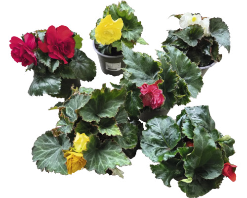 Verschiedene Begonienpflanzen mit farbigen Blüten in Töpfen.