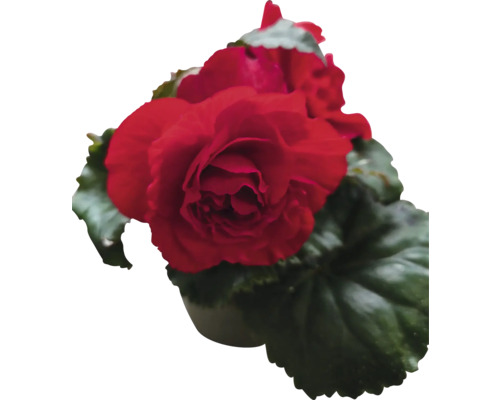 Rote Begonie im Topf