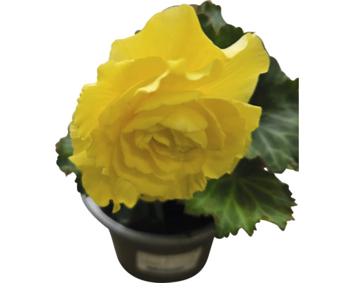 Gelbe Begonie im Topf