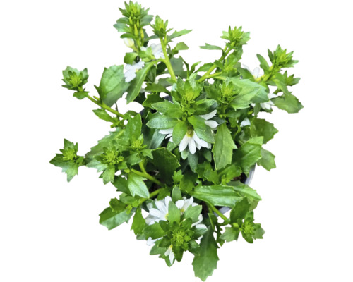 Scaevola Pflanze mit grünen Blättern und weißen Blüten