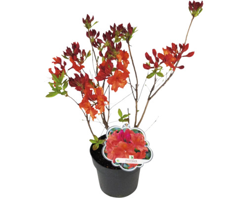Azalee im Topf mit roten Blüten