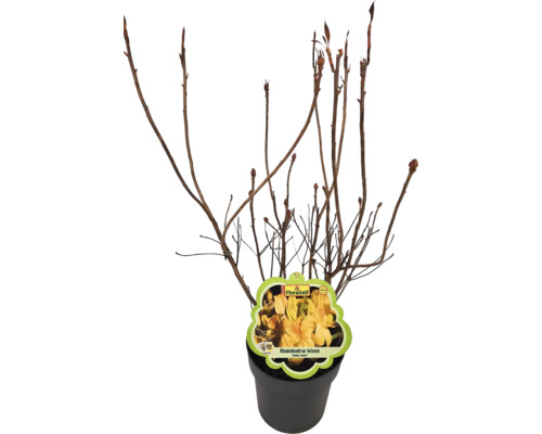 Rhododendron luteum en pot