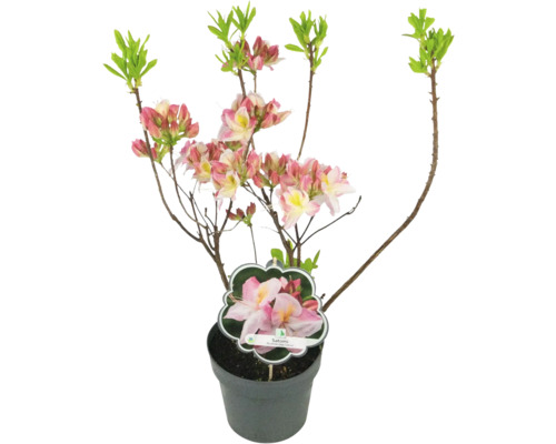 Azalée japonaise Satomi en pot