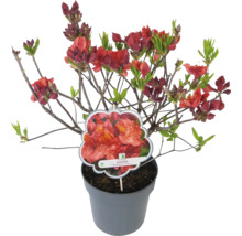 Azalée ''Juanita'' en pot