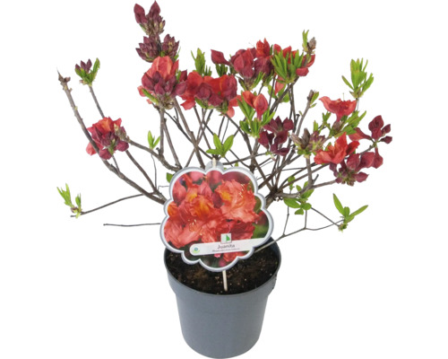 Azalée ''Juanita'' en pot