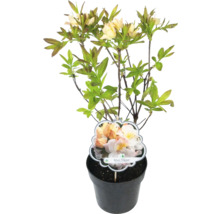 Azalee Silver Slipper im Topf