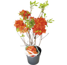 Azalee Gibraltar im Topf mit orangen Blüten