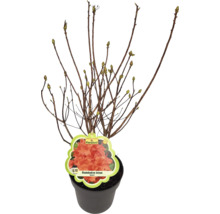 Rhododendron luteum im Topf mit FloraSelf Etikett