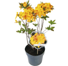 Rhododendron ''Klondyke'' in einem Topf mit gelben Blüten.