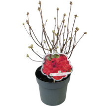 Azalée Rhododendron lutem 'Parkfeuer' à feuilles caduques h 30-40 cm Co 5 l
