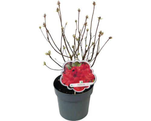 Laubabwerfende Azalee Rhododendron lutem 'Parkfeuer' H 30-40 cm Co 5 L -  HORNBACH Luxemburg