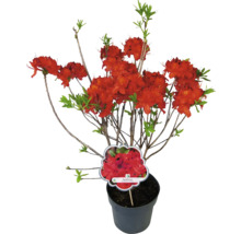 Azalée Rhododendron lutem 'Parkfeuer' à feuilles caduques h 30-40 cm Co 5 l