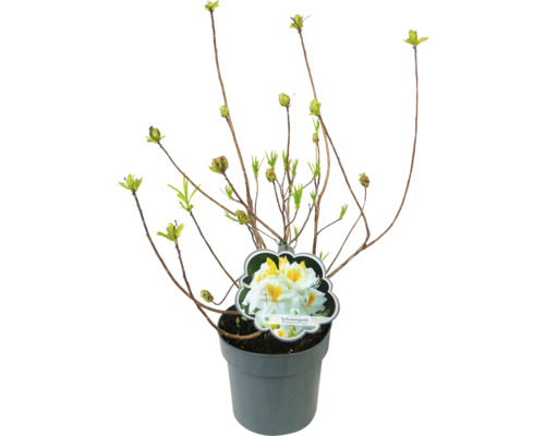 Rhododendron ''Schneegold'' im Topf