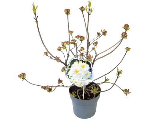 Rhododendron ''Schneegold'' im Topf