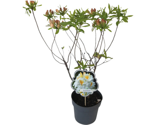 Rhododendron im Topf mit Blütenknospen und Sortenschild