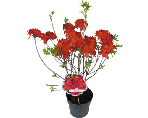 Japanische Azalee Parkfeuer im Topf mit roten Blüten und grünen Blättern.