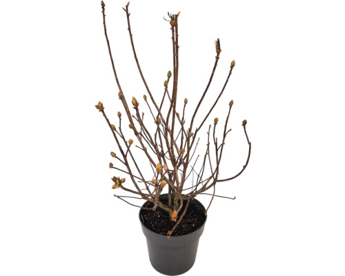 Junge Pflanze im Topf mit kleinen Trieben