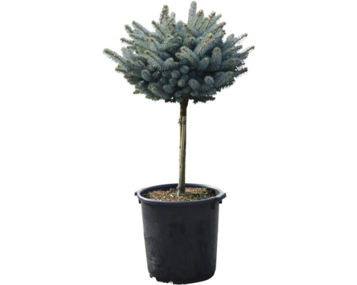Blaufichte als Kugelbaum im Topf
