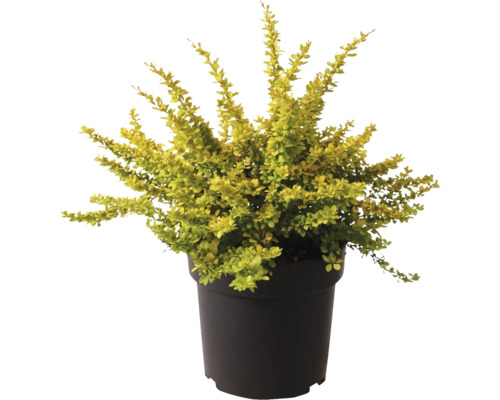 Épine-vinette en pot