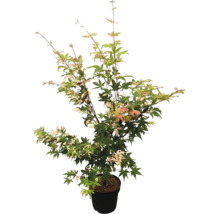 Érable palmé à feuilles multicolores Acer palmatum 'Oridono Nishiki' H 40-60 cm Co 4 L