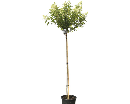 Rispenhortensie als Hochstamm im Topf