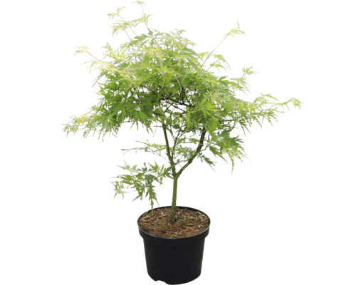 Japanischer Ahorn im Topf