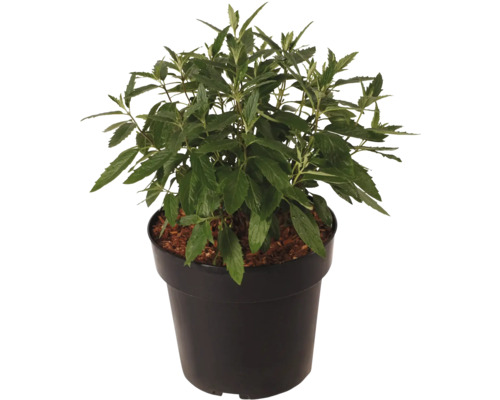 Pfefferminze Pflanze im Topf