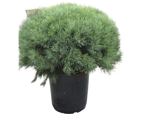 Pin boule en pot pour le jardin