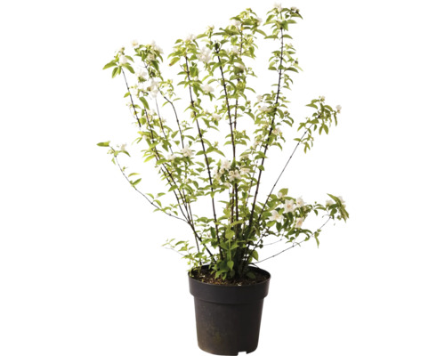 Seringat en pot avec des fleurs blanches et des feuilles vertes