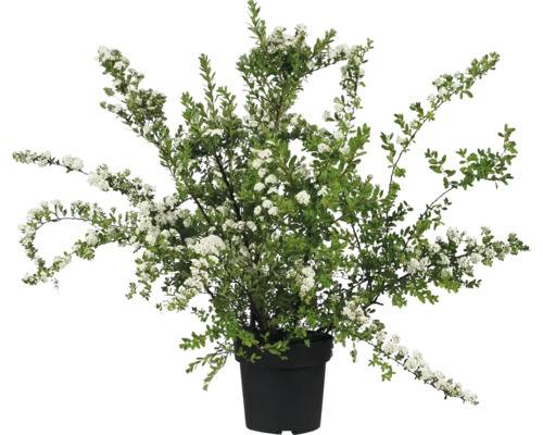 Arbuste nain en fleurs en pot