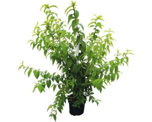 Plante en pot
