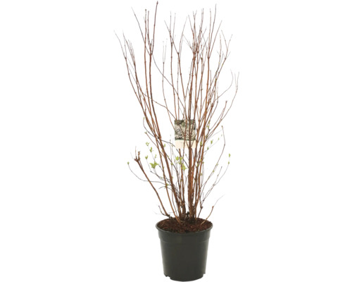 Cerisier à fleurs du Japon en pot avec des branches marron et quelques feuilles vertes