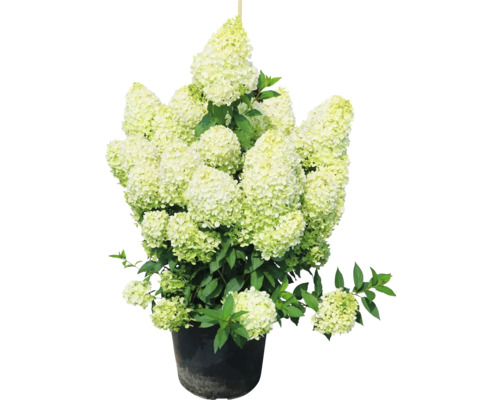 Hortensia paniculé en pot avec feuilles et fleurs vertes