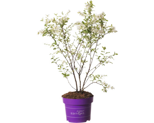 Blütenstrauch im Topf