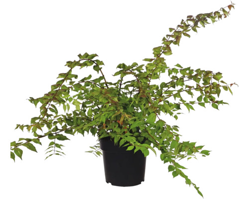 Cornouiller du Japon comme plante d''intérieur en pot